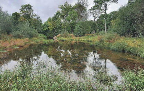 Le génie écologique fait son nid en ville [article partiel] | architecture, urbanisme, environnement, paysage, énergie, territoires... : le fil d'actu de la FNCAUE | Scoop.it