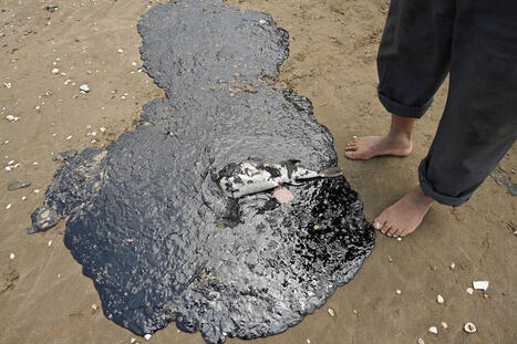 Au Mexique, une mar&eacute;e noire &agrave; l&rsquo;origine myst&eacute;rieuse se d&eacute;verse sur les c&ocirc;tes, bardant poissons et tortues / le 23.03.2026 | Pollution accidentelle des eaux (+ d&eacute;chets plastiques) | Scoop.it