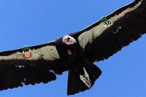 Companies won't face charges in condor deaths | Coastal Restoration | Scoop.it