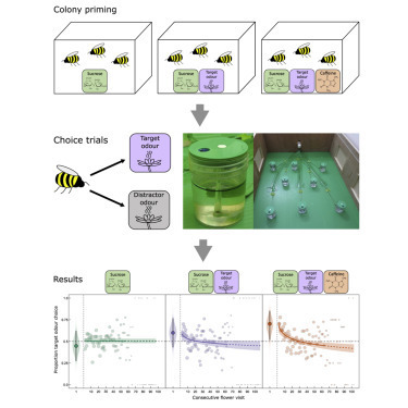 Le caf&eacute; aiderait les bourdons &agrave; choisir quelles fleurs butiner - Futura sciences | Pour innover en agriculture | Scoop.it