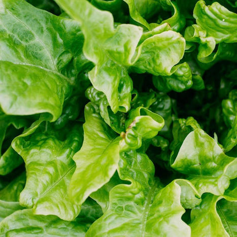 Space food: Lettuce grown in microgravity found more susceptible to pathogens | IPCI : Ingénierie de Produits à l'interface Cuisine-Industrie | Scoop.it