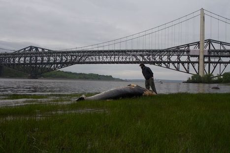 Mortalité inhabituelle de petits rorquals : les États-Unis enquêtent | Zones humides - Ramsar - Océans | Scoop.it