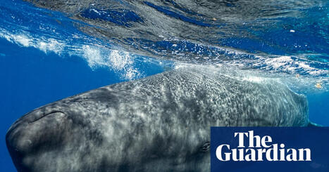 Sperm whales change &lsquo;vowel&rsquo; sounds when boats are nearby, scientists discover | Cetaceans | The Guardian | Revue de presse C&eacute;tac&eacute;s | Scoop.it