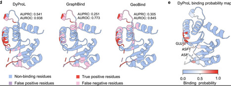 DyProL: Dynamic Ensemble Representation Learning for Protein&ndash;Nucleic Acid Binding Site Prediction | advS | RMH | Scoop.it