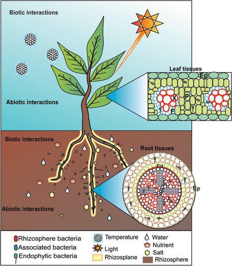 👍 Rhizobium bacteria and soybean plant. 'Natural' nitrogen. 2019-02-06