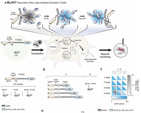 BLAST: A blue light-assisted secretion toolkit tunable by reversible protein-protein interactions | brvbe | RMH | Scoop.it