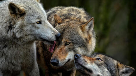 Plus de 200 loups vont &ecirc;tre abattus en France, annonce le Minist&egrave;re de l&rsquo;agriculture | Essentiels et SuperFlus | Scoop.it