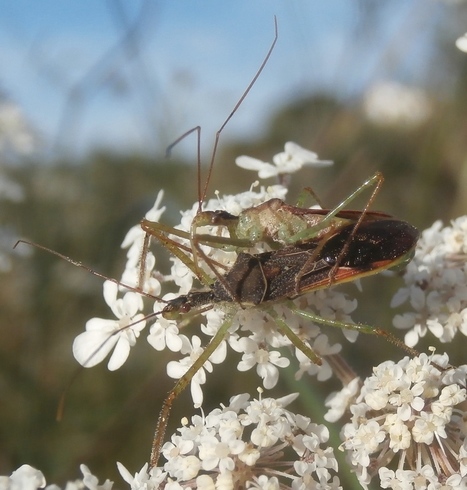 Xylella, une redoutable bactérie disséminée par des insectes :  Des espoirs de lutte biologique ? | Les Colocs du jardin | Scoop.it