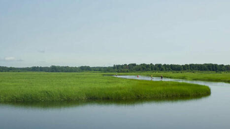 Development and rising seas threaten Maine's salt marshes, a key carbon sink | by Annie Ropeik and Kate Cough, The Maine Monitor | WBUR News | WBUR.org | @The Convergence of ICT, the Environment, Climate Change, EV and HEV Transportation & Distributed Renewable Energy | Scoop.it