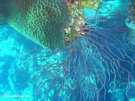 Coral reefs in Caribbean on life support | OUR OCEANS NEED US | Scoop.it