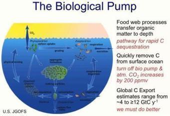 Healthy Ocean Food Web Is Key In The Global Carbon Cycle - Infographic | OUR OCEANS NEED US | Scoop.it