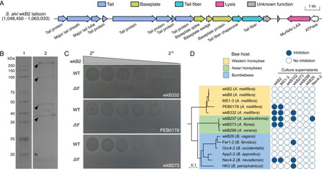 Tailocin as an alternative weapon to type VI secretion system in bee gut symbionts | brveco | RMH | Scoop.it