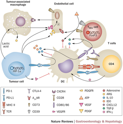 Cancer Immunotherapy Review, Page 29 | Scoop.it