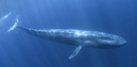 Blue whales: first discovery near Seychelles in decades – what our study found | Soggy Science | Scoop.it