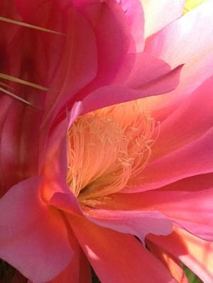 Genomic Signatures of Specialized Metabolism in Plants | SEED-DREAM Lab info | Scoop.it
