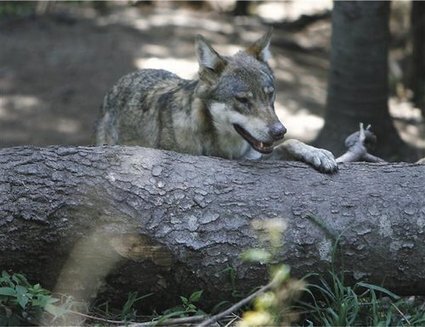 Une jeune louve abattue par un chasseur à Utelle | Nice-Matin | Pastoralisme Ours Loups Lynx | Scoop.it