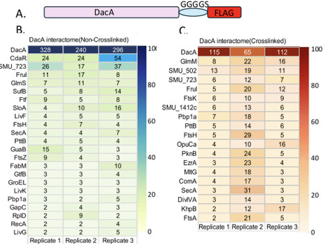 Decoding the interactome for Cyclic-di-AMP-producing enzyme diadenylate cyclase (DacA) | brvm | RMH | Scoop.it