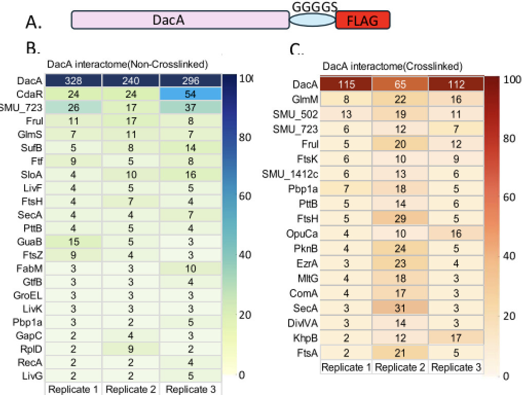 Decoding the interactome for Cyclic-di-AMP-prod...