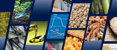 FAO Food Outlook: Global output of key food commodity crops on course for new records | CORPS GRAS | Scoop.it