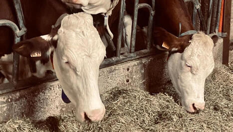 Reprendre l'&eacute;levage apr&egrave;s la dermatose bovine | Actualit&eacute; B&eacute;tail | Scoop.it