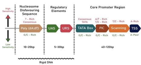 QPromoters: Sequence based prediction of promoter strength in Saccharomyces cerevisiae | Brvsb | RMH | Scoop.it