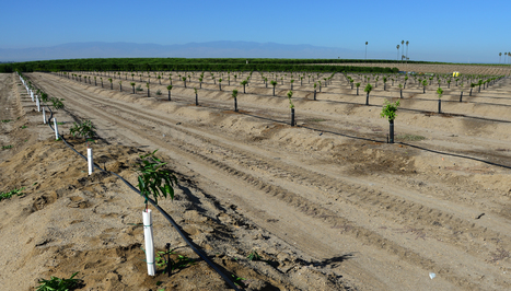 The impact of overpumping groundwater | Stage 4 Water in the World | Scoop.it