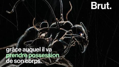 Ce champignon parasite transforme les insectes en zombies (vidéo) | EntomoScience | Scoop.it