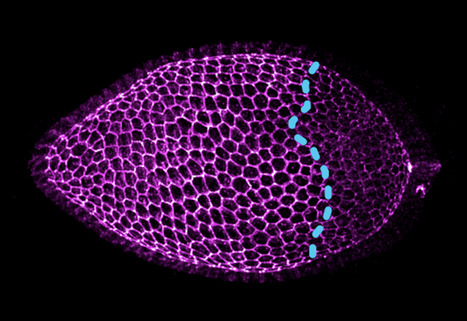 E-cadherin acts as a positive regulator of the JAK-STAT signaling pathway during Drosophila oogenesis | I2BC Paris-Saclay | Scoop.it