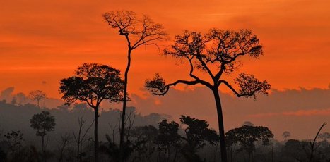 2021, année décisive pour la protection et la restauration des forêts mondiales ? | Les Colocs du jardin | Scoop.it