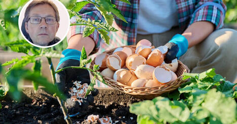 Kananmunankuorien k&auml;ytt&ouml; puutarhassa | Viherpiha | 1Uutiset - Lukemisen t&auml;hden | Scoop.it