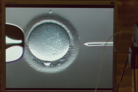 Suisse - Cong&eacute;lation d'ovules: dix ans ne suffisent pas | Bio&eacute;thique & Procr&eacute;ation | Scoop.it