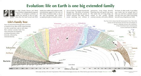 Evolution: Life On Earth Is One Big Extended Family [infographic] | E-Learning-Inclusivo (Mashup) | Scoop.it