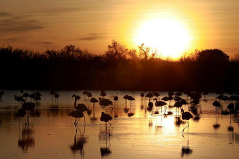 Réchauffement climatique : face à la montée des eaux, la Camargue menacée de disparition | Biodiversité | Scoop.it