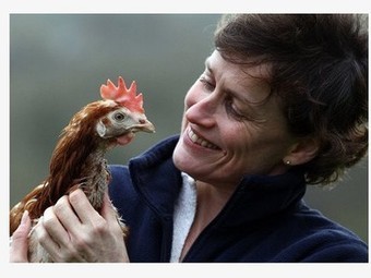 Big Ag putting Squeeze on Small Farms: Why Canadian Chicken Cartels Are "the Enemy of Deliciousness" - CAFOs | CORPORATE SOCIAL RESPONSIBILITY – | Scoop.it