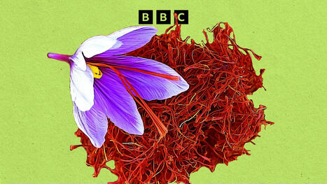FOOD : Why is saffron so expensive? | ALIMENTATIONS | Scoop.it