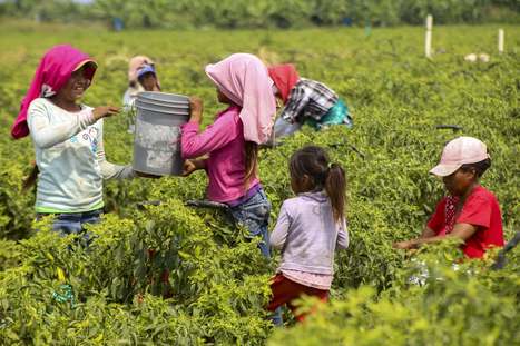 Resultado de imagen de migrantes narcos forcasdos a trabajar"