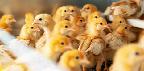Quels critères retenir pour une étiquette sur le bien-être animal | Planète DDurable | Scoop.it
