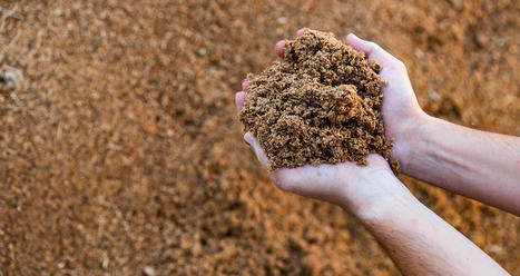 La drêche de brasserie : écologique, protéique et économique | AGROALIMENTAIRE | Scoop.it