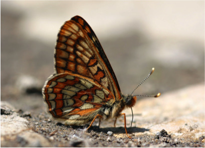 Inventorier la biodiversité des forêts : En juin, 8 nouvelles missions d’inventaire, 30 au total ! | Variétés entomologiques | Scoop.it