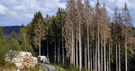 Franche-Comt&eacute;. Bois scolyt&eacute;&nbsp;: les arbres en d&eacute;tresse d&eacute;tect&eacute;s plus t&ocirc;t et d&eacute;sormais valoris&eacute;s | Revue de presse | L'habitat & son environnement dans le Doubs : Architecture. Urbanisme. Environnement. Paysage. Logement | Scoop.it