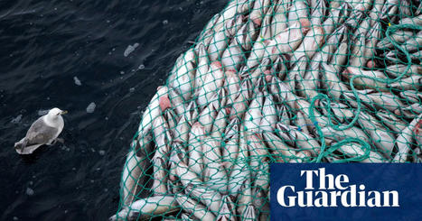 ClientEarth launches legal action against EU over unsustainable fishing quotas | Fishing | The Guardian | Microeconomics: IB Economics | Scoop.it