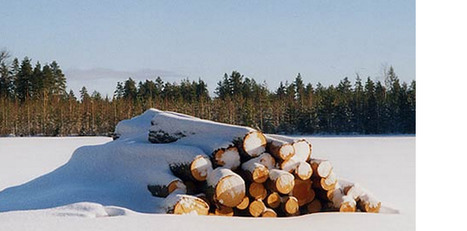 Metsän ja omistajan vuosi - Eero Väisänen | 1Uutiset - Lukemisen tähden | Scoop.it