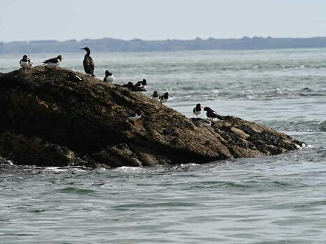 Golfe du Morbihan : l’Huîtrier pie sous protection | Biodiversité | Scoop.it