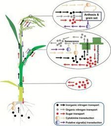 What We’re Reading: March 3 | Plant Biology Teaching Resources (Higher Education) | Scoop.it