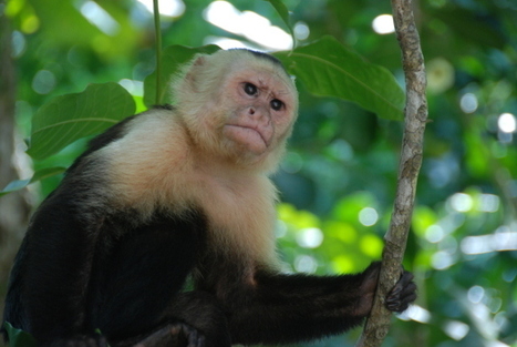 Monkeys Use Mosquito Repellent, Too | RAINFOREST EXPLORER | Scoop.it