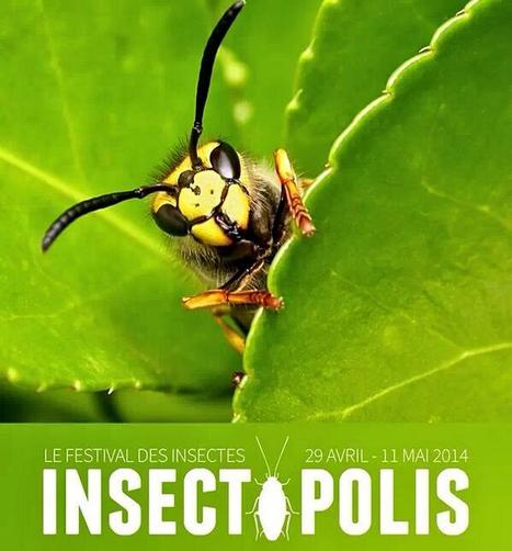 Insectopolis, le festival de l’insecte | Variétés entomologiques | Scoop.it