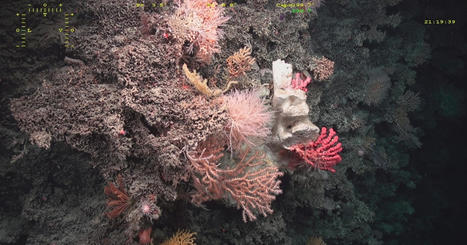 L'Ifremer teste l'adaptation des coraux d'eau froide au changement climatique | Biodiversité | Scoop.it