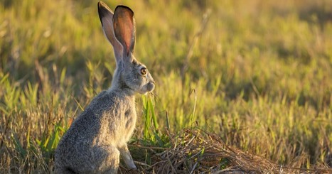 Amid the human coronavirus pandemic, a deadly disease strikes rabbit populations | Coastal Restoration | Scoop.it