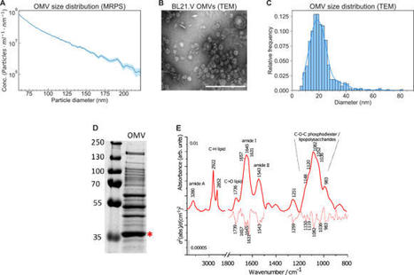 Molecular imaging of bacterial outer membrane vesicles based on bacterial surface display | Srep | RMH | Scoop.it