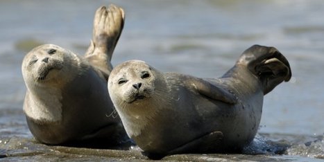 Carte interactive :  le grand retour de la faune sauvage en Europe et en France | Biodiversité | Scoop.it